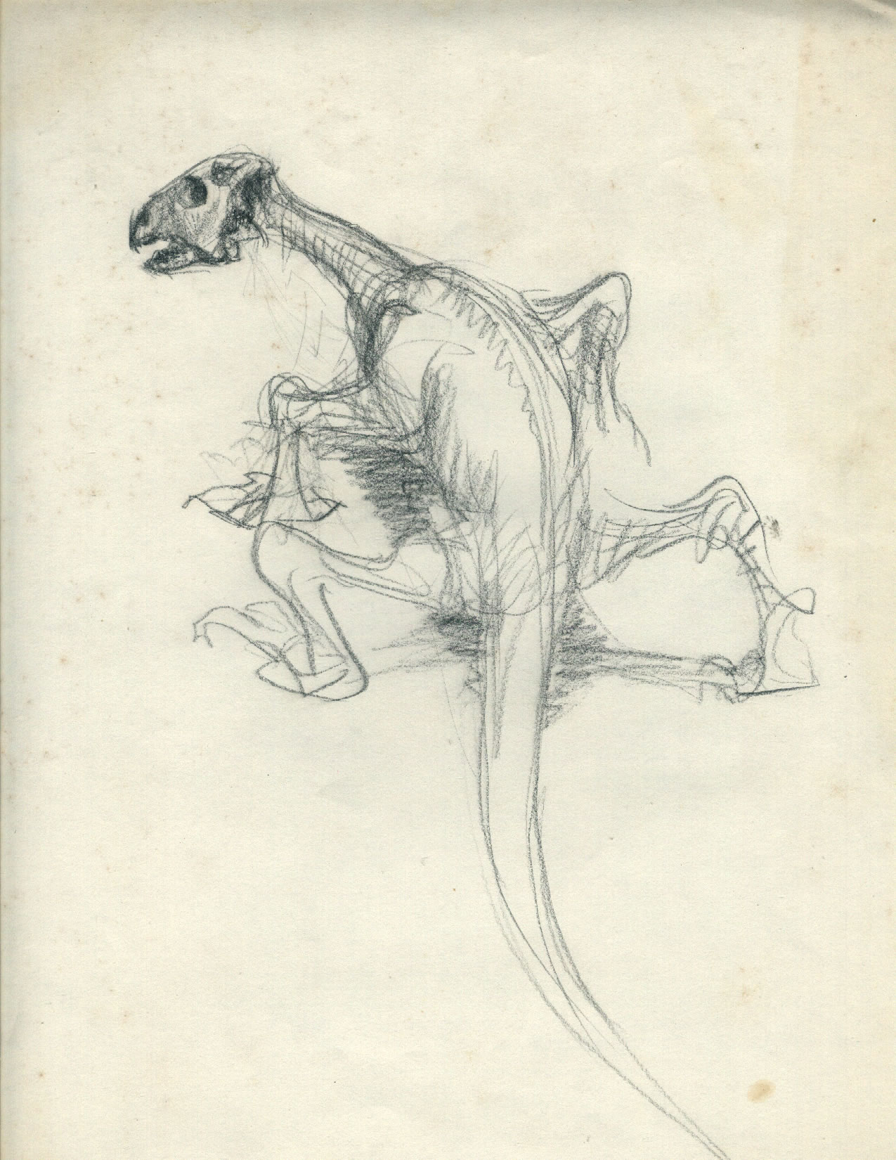 Sketching at Museum of Natural History